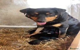 Mixed Breed dogs for sale: 2 Male Lab X Huntaway pups for sale - Image 3