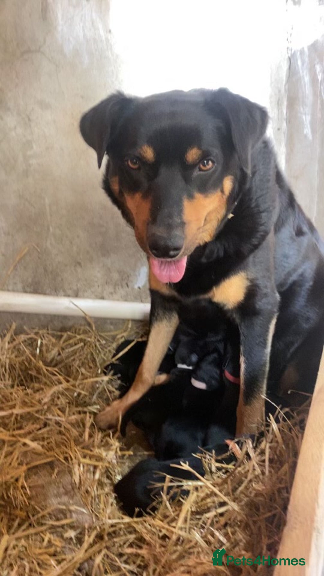 Mixed Breed dogs for sale: 2 Male Lab X Huntaway pups for sale - Image 3