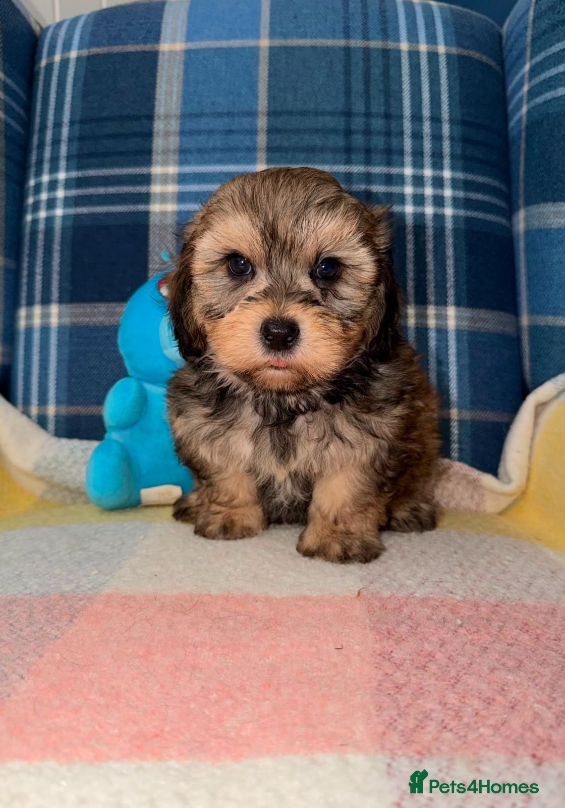 Shihpoo dogs 💜🧡💛Stunning Shihpoo Puppies Ready Now💛🧡💜 - Advert 1