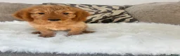 Cockapoo dogs for sale: F1 golden cockapoo puppies  - Advert 13