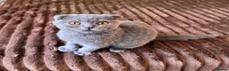 Scottish Fold cats for sale: 😼Last boy 😻SCOTTISH FOLD 😽 - Advert 6