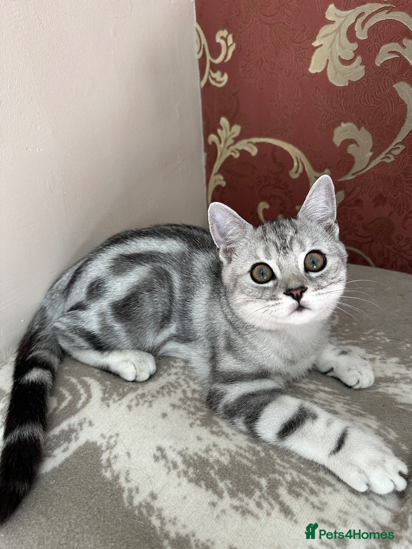 British Shorthair cats Silver Tabby British shorthair Registered Kittens  - Advert 16