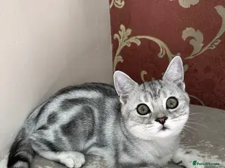 British Shorthair cats Silver Tabby British shorthair Registered Kittens - Advert 16