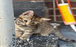 Mixed Breed cats for sale: Bengal X Tortoiseshell  - Image 2