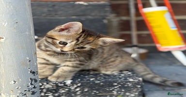 Mixed Breed cats - Advert 8