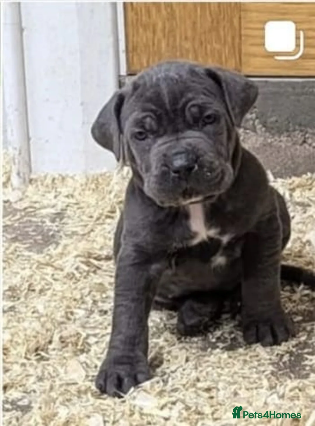 Cane Corso dogs for sale: Cane Corso liter - Advert 1