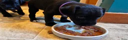 Mixed Breed dogs for sale: 2 female Patterpoos - Advert 6