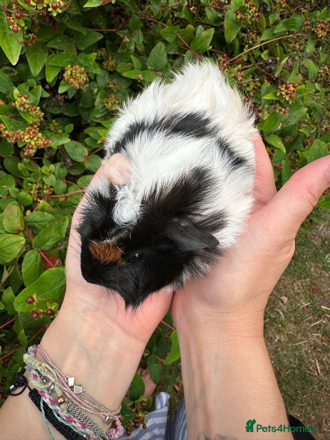 Guinea Pig rodents for sale: Two boy guinea pigs  - Image 11