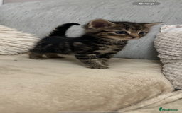 Mixed Breed cats for sale: Mixed breed kittens  - Image 7