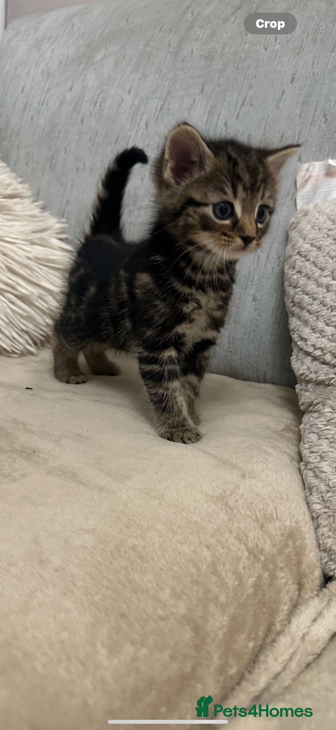Mixed Breed cats for sale: Mixed breed kittens  - Image 7