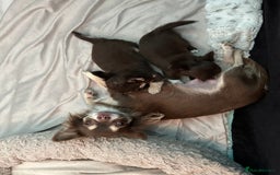 Chihuahua dogs for sale: Chihuaua 7 th generation KC registered  - Image 11