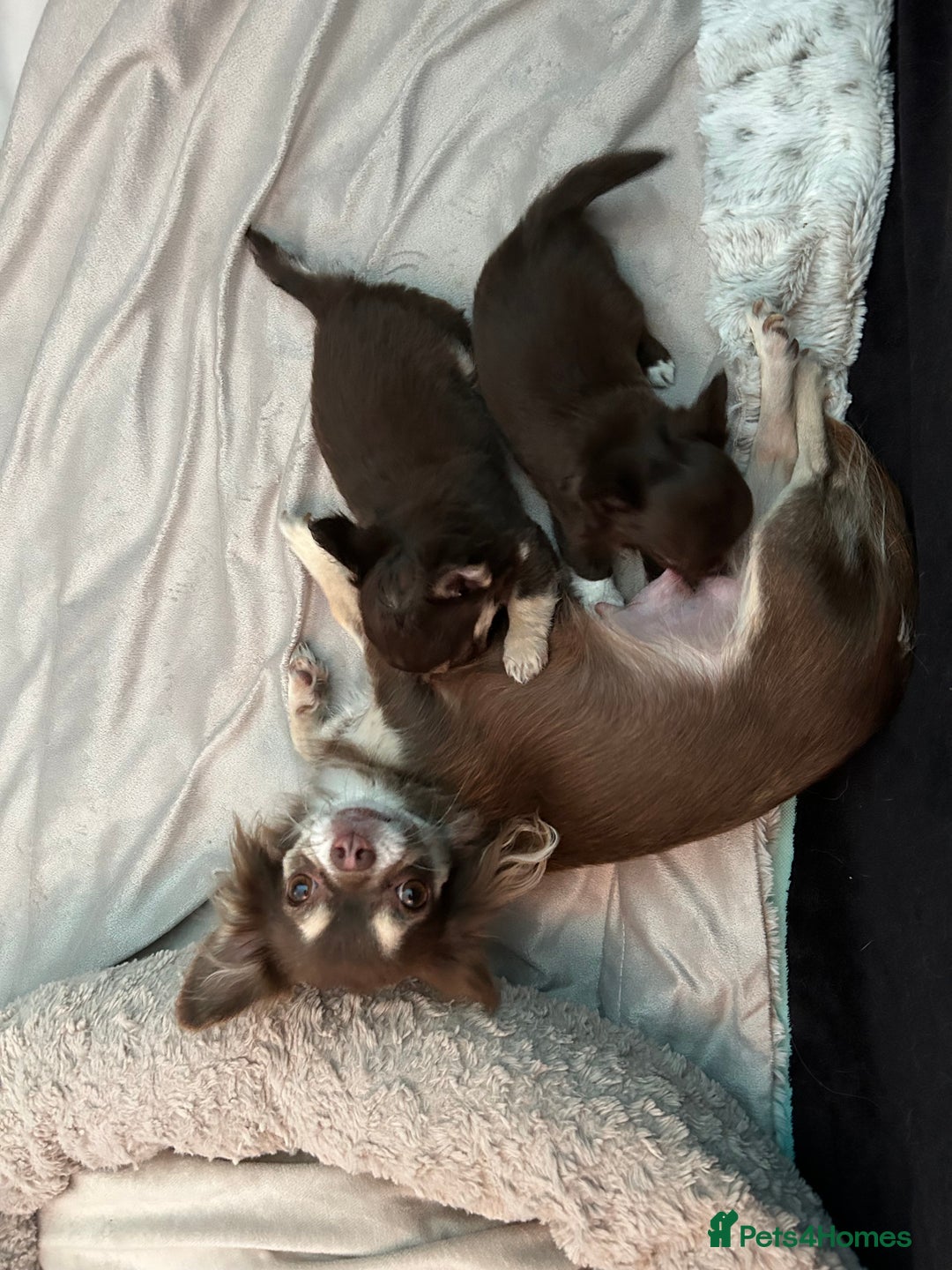 Chihuahua dogs for sale: Chihuaua 7 th generation KC registered  - Image 11