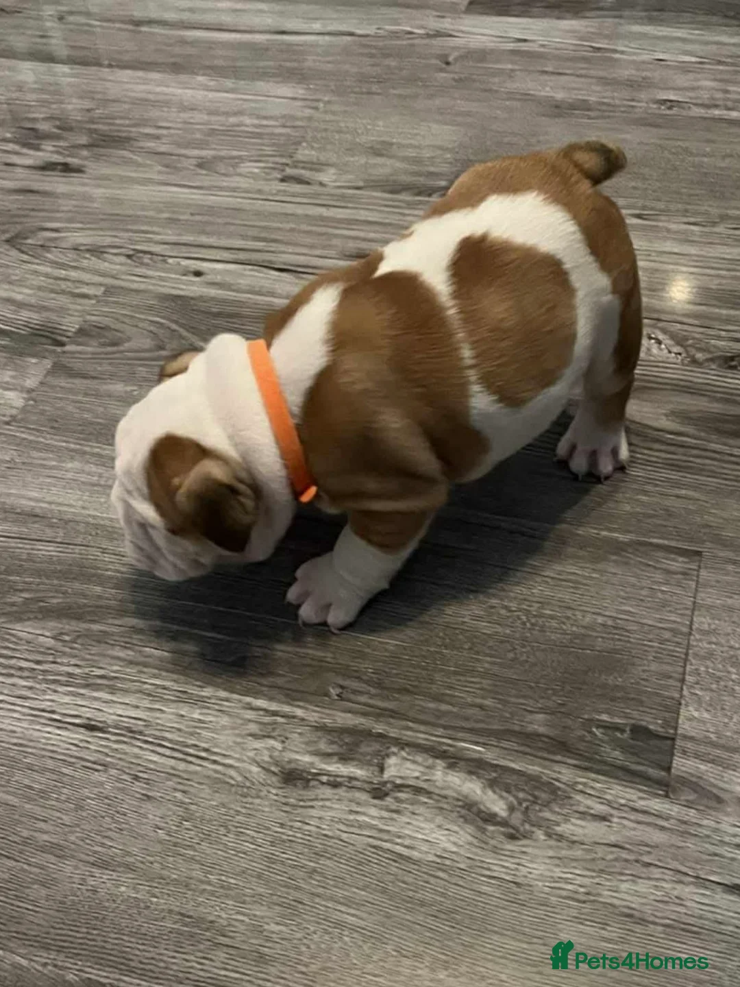 English Bulldog dogs for sale: English bulldog 1 female still available  - Advert 6