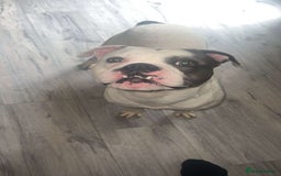 Old Tyme Bulldog dogs for sale: Bouver  - Image 6