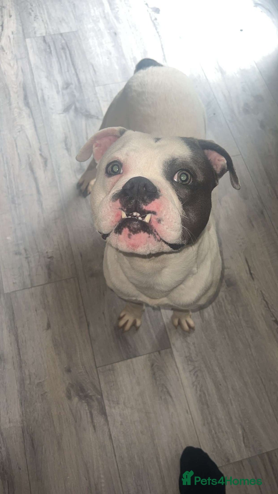 Old Tyme Bulldog dogs for sale: Bouver  - Image 6