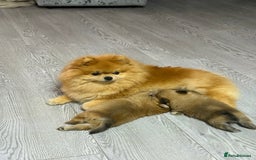 Mixed Breed dogs for sale: NEW BREED! Pomeranian x FULL FLUFFY FRENCHIE  - Image 14