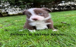 Border Collie dogs for sale: Pure Bred Border Collie Puppies For Sale - Image 14
