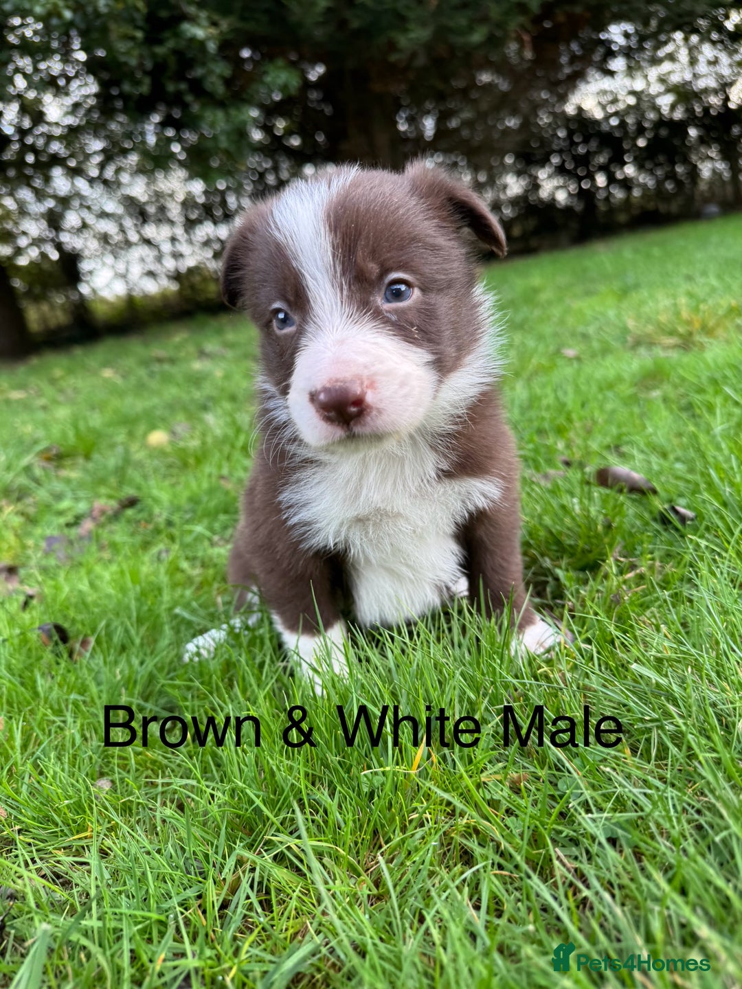 Border Collie dogs for sale: Pure Bred Border Collie Puppies For Sale - Image 14