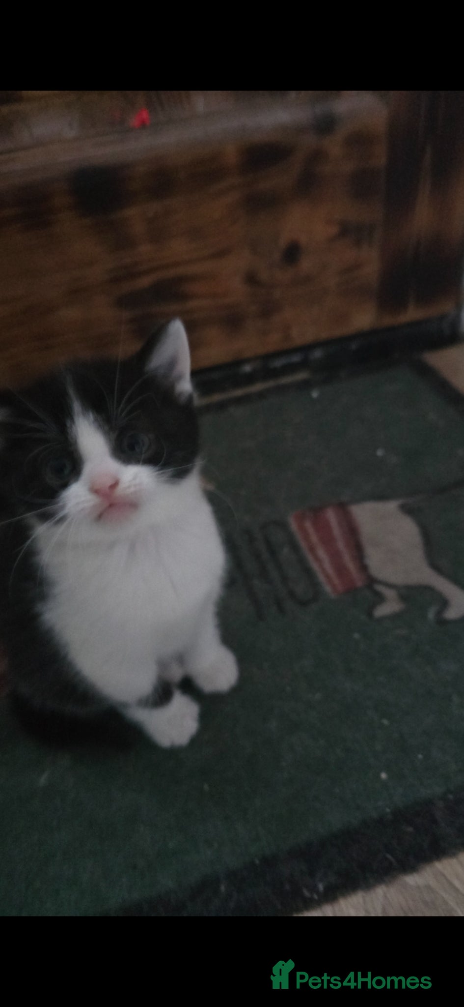 Mixed Breed cats for sale: Lovely 2 girl kittens 😸 😍  - Advert 11