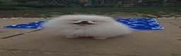 Pomeranian dogs for sale: Stunning WHITE Teddy type KC Pomeranian Boy - Advert 5