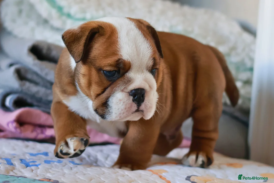 English Bulldog dogs for stud: Silver Health Tested - Proven Guaranteed Success - Advert 8