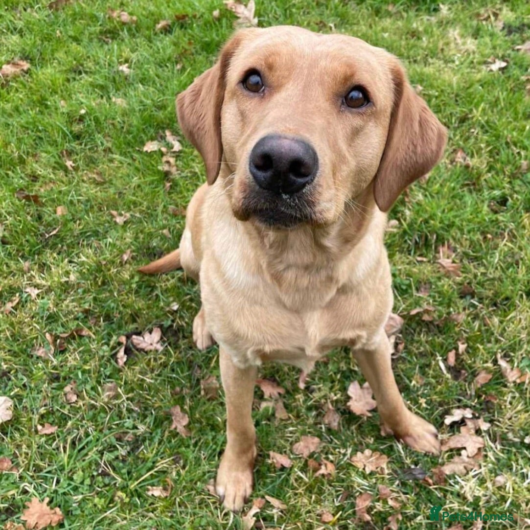 Labrador Retriever dogs Beautiful Yellow Labrador Retriever Puppy - Advert 1