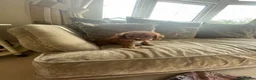 Cavapoo dogs for sale: Cavapoo puppies  - Advert 23