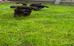 Cavapoo dogs for sale: F1 Cavapoo pups girls ready to leave now . - Image 9