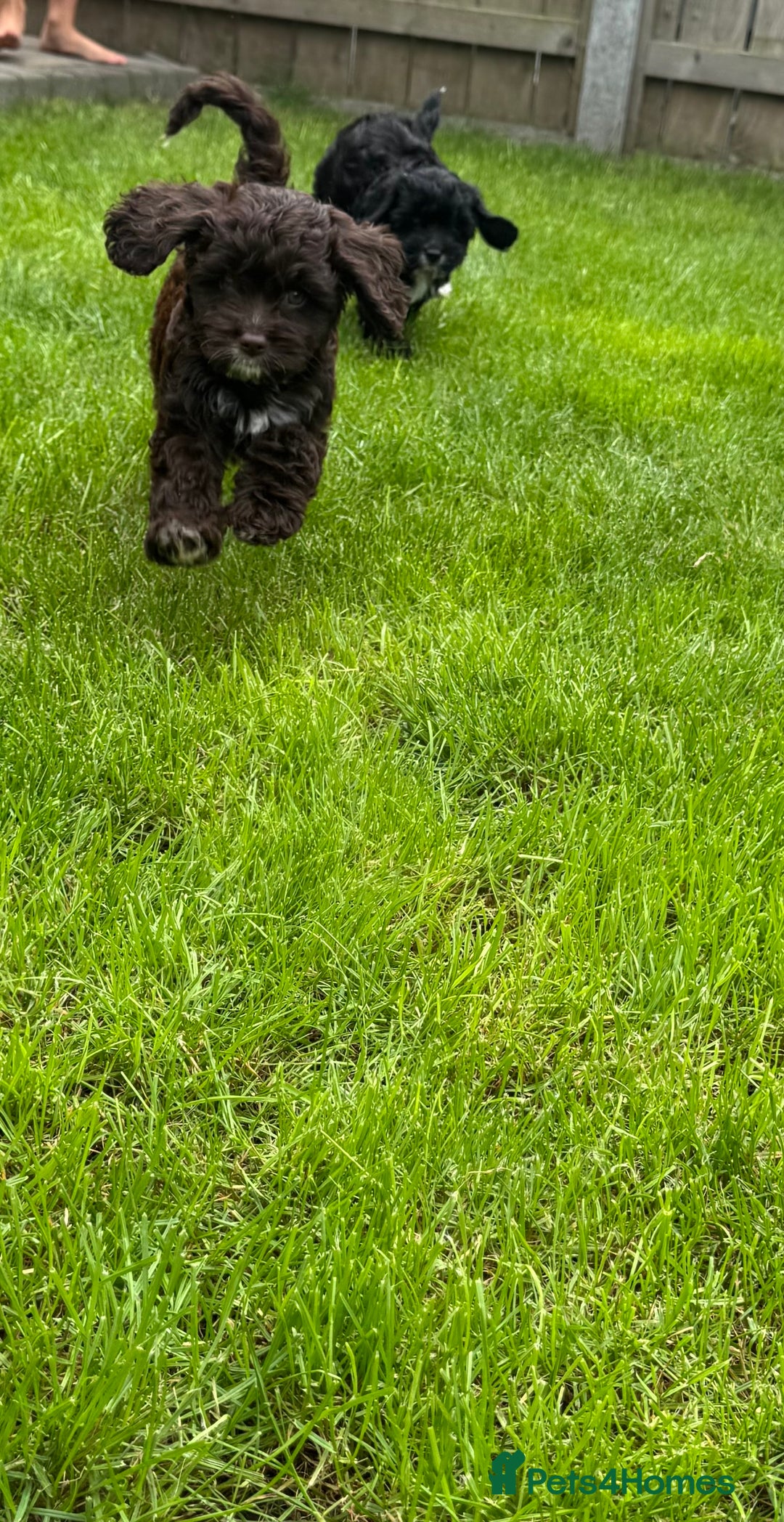 Cavapoo dogs for sale: F1 Cavapoo pups girls ready to leave now . - Image 9