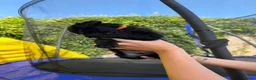 Cockapoo dogs for sale: Cockapoo F2 puppies  - Advert 29