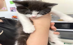 British Shorthair cats for sale: Kittens  - Image 3