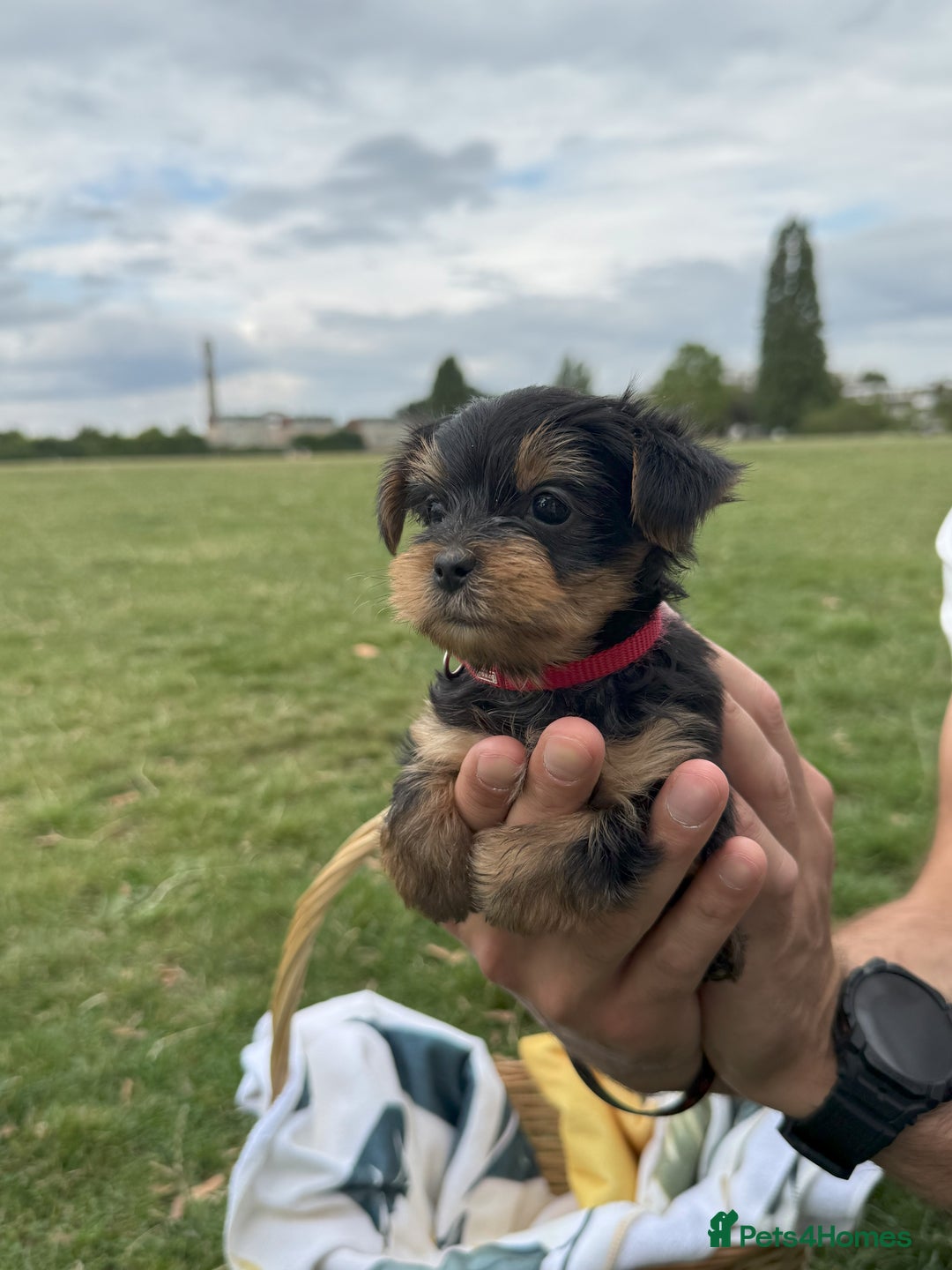 Yorkshire Terrier dogs for sale: Mini Yorkshire Terrier Puppies looking for Home - Image 17