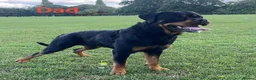 Rottweiler dogs for sale: 🐾🐶 beautifulRottweiler puppies 3 Girls Left🐶🐾 - Advert 2