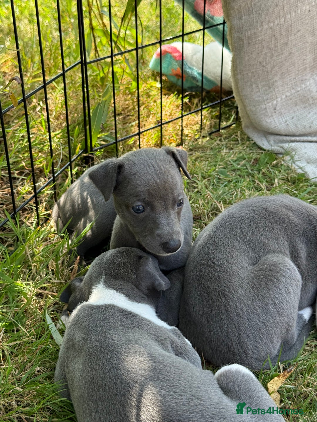 Whippet dogs for sale: Beautiful Blue whippet puppies  - Image 25