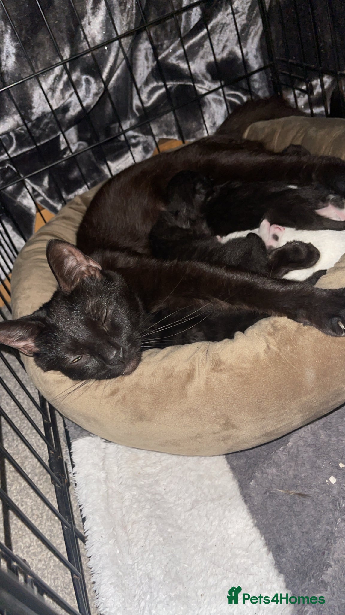 British Shorthair cats 3 shorthair domestic kittens ready to go 24thApril - Advert 3