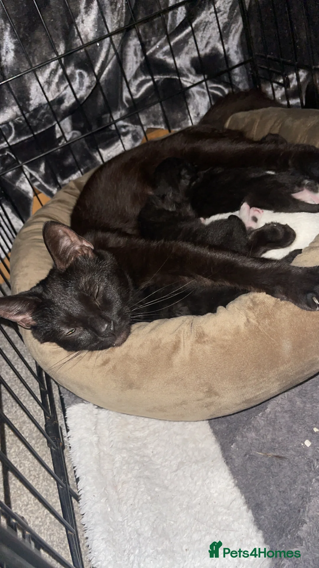 British Shorthair cats for sale: 3 shorthair domestic kittens ready to go 24thApril in Luton - Advert 1