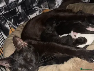 British Shorthair cats 3 shorthair domestic kittens ready to go 24thApril - Advert 3