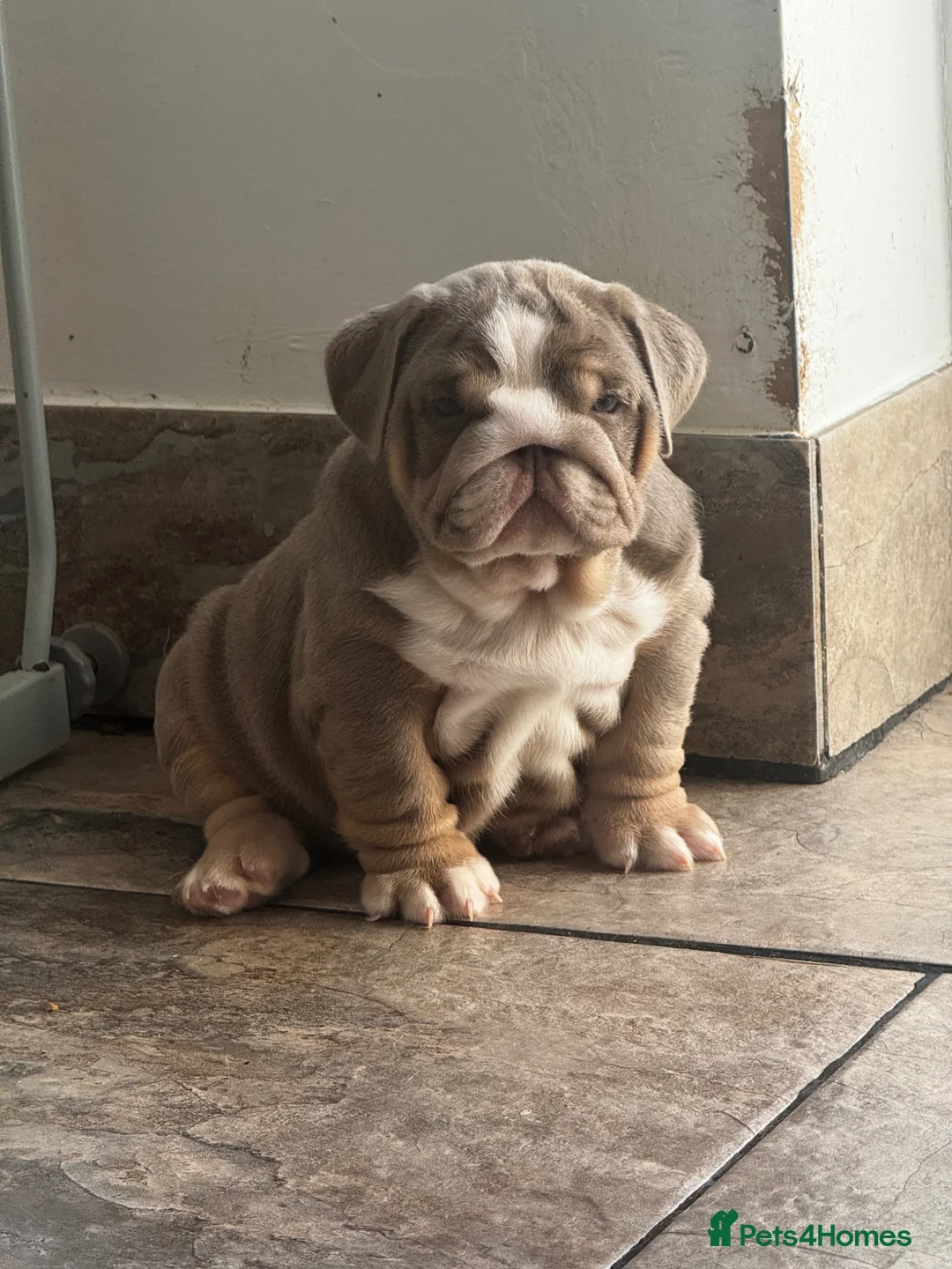English Bulldog dogs for sale: 3 amazing boys ready to leave  in Liverpool - Advert 1