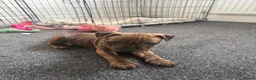Staffordshire Bull Terrier dogs for sale: Staffordshire Bull Terrier Puppies - Advert 9