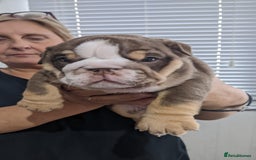 English Bulldog dogs for sale: Forever homes  - Image 20