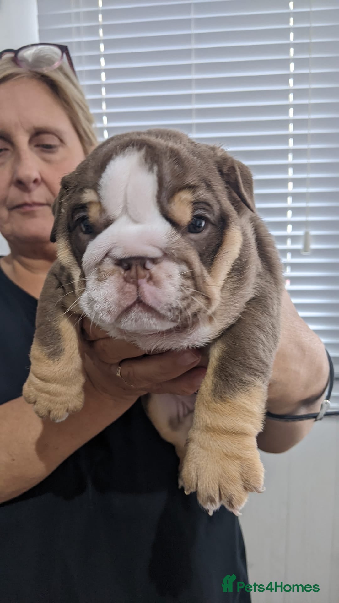 English Bulldog dogs for sale: Forever homes  - Image 20