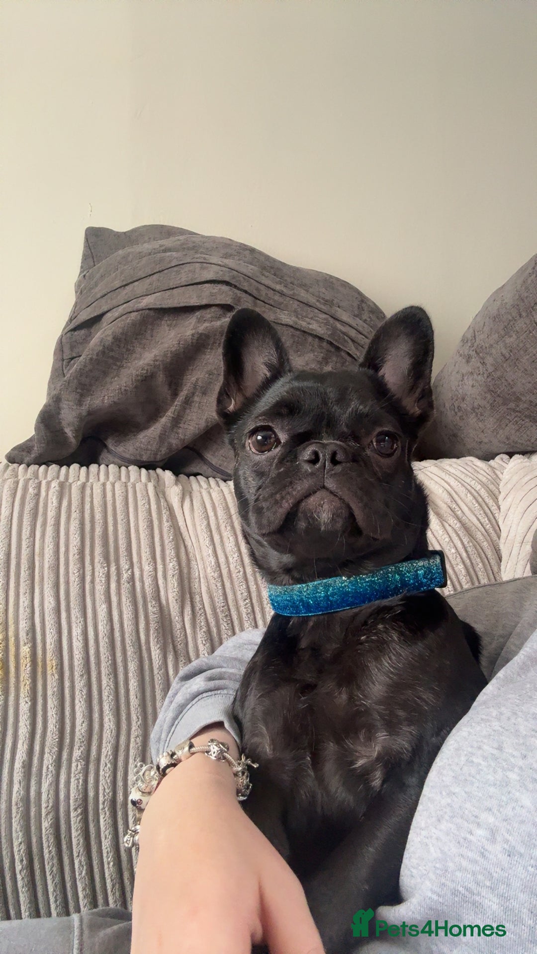 French Bulldog dogs for sale: Luna the Frenchie *FREE* - Image 13