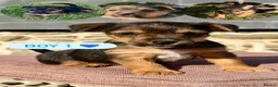 Mixed Breed dogs for sale: Four Gorgeous Border Terrier-Type Puppies! 🐾 - Advert 6