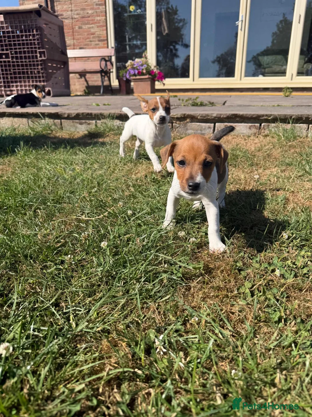 Jack Russell dogs for sale: Jack Russell Pups in York - Advert 16