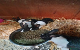Dutch rabbits for sale: Dutch rabbits for sale  - Image 2