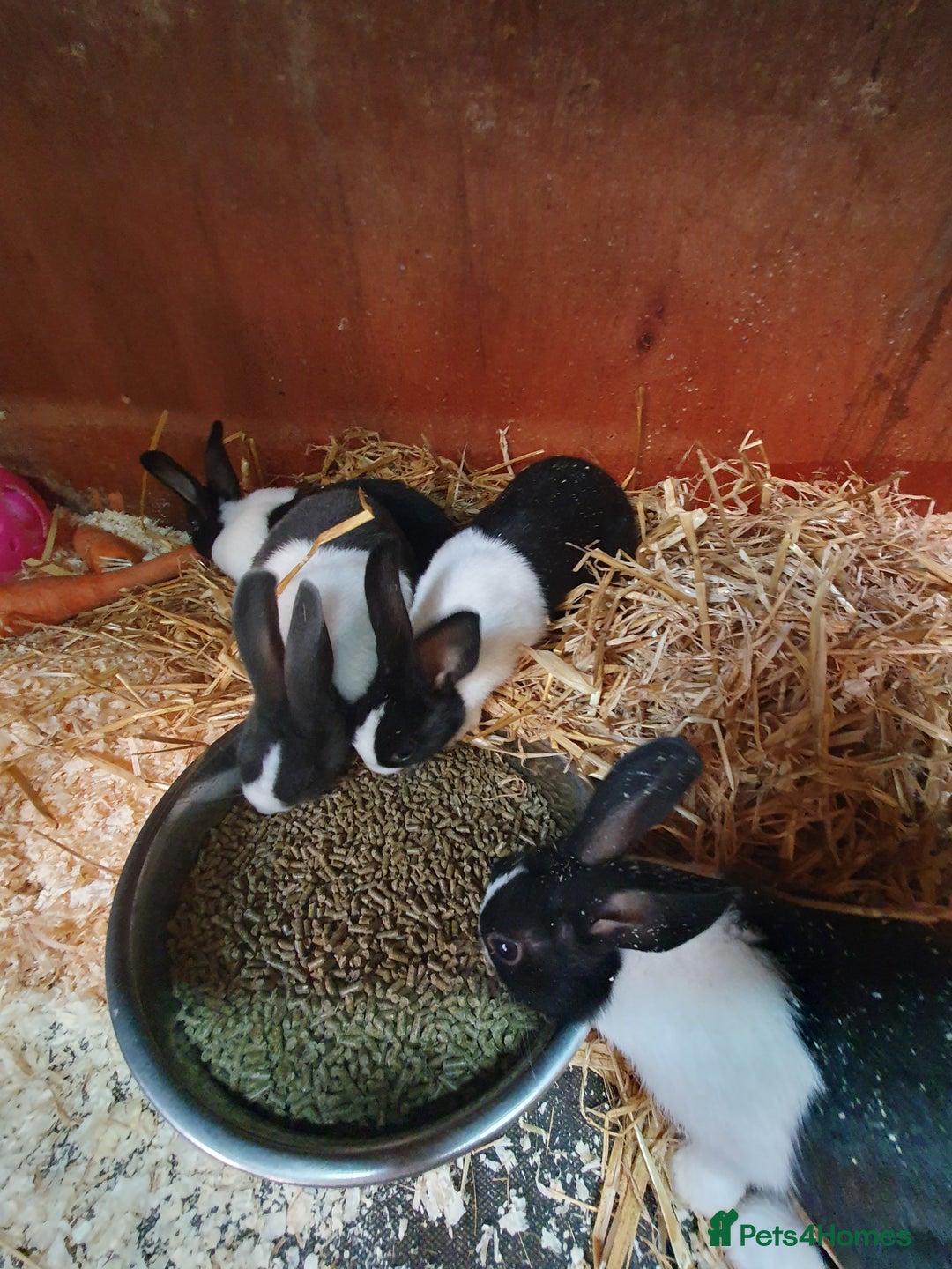 Dutch rabbits for sale: Dutch rabbits for sale  - Image 2