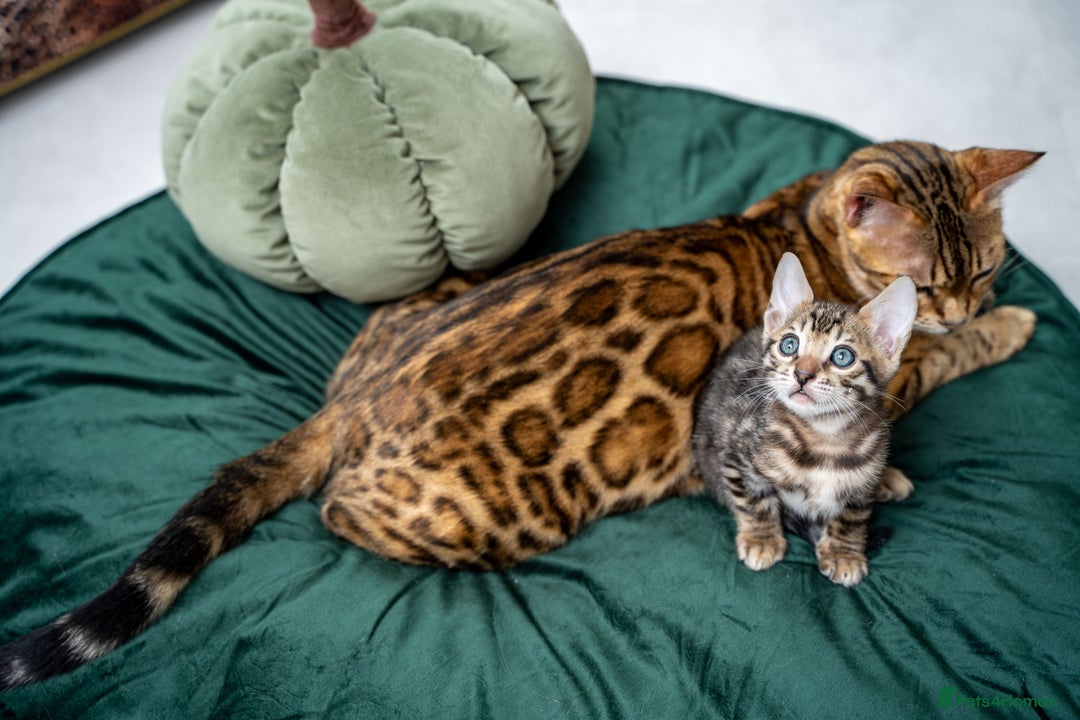 Bengal cats for sale: Stunning Bengal Girl- Top TICA pedigree- Ready NOW - Advert 34