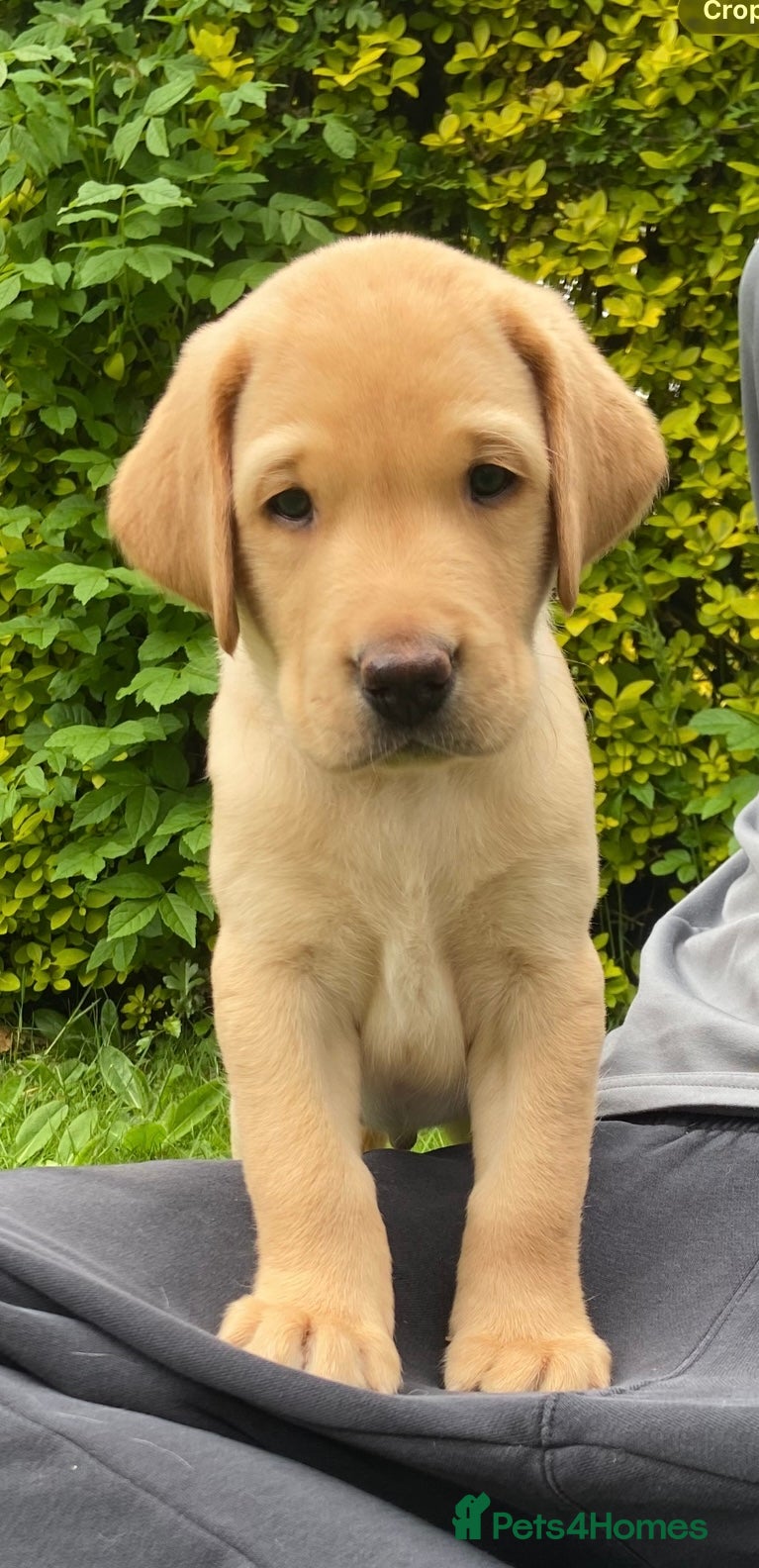 Labrador Retriever dogs Beautiful KC Registered Labrador Puppies - Advert 5