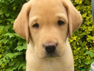 Labrador Retriever dogs Beautiful KC Registered Labrador Puppies - Advert 5