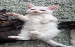 Mixed Breed cats for sale: Mixed coloured beautiful kittens 3 girls 3 boys  - Image 13